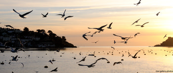 Salcome gulls sunset This landscape photograph captures an evening sunset over the coast of Salcombe in the United Kingdom during the winter season. The main subject is a gathering of seagulls in flight above the water, highlighted against an orange and pink sunset sky. In the foreground, the calm sea is dotted with mooring buoys, while the shoreline features houses partially obscured by shadow and tree-covered hillsides. The image showcases the natural beauty and wildlife of the coastal environment, with seagulls dominating the scene as they glide and dive near the water’s surface. The soft light of the sunset enhances the colours and reflections over the bay, creating a tranquil atmosphere typical of winter evenings along the UK coast.